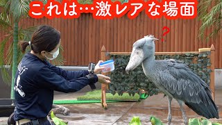 大好きな飼育員さんと一緒に実験!ハシビロコウふたばちゃん!【ちょっと昔のふたば2020年9月-1】Shoebill FUTABA掛川花鳥園のハシビロコウふたば