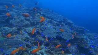 高知県沖の島　サンゴ畑のおさかな天国