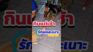 ภารกิจยามเช้าให้อาหารน้องแมว #cat #catlover #แมว #pets #อาหารแมว#พ่อวีทาสแมว