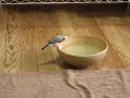 【文鳥】ジョドの水浴び