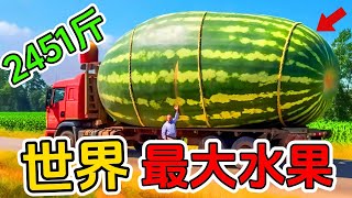 全世界最大的十種水果蔬菜！第一名重達2451斤！堪比一輛汽車！#科普知識 #top10 #世界之最 #世界紀錄 #最大水果 #不可思議