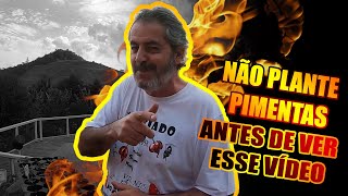 Não plante pimentas antes de ver esse vídeo  | FÁBIO TUMA | #EPISÓDIO2 #ABRIL