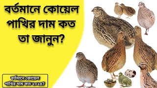 বর্তমানে কোয়েল পাখির দাম কত ২০২৪? কোয়েল পাখি কোথায় পাওয়া যাবে। How much does a quail bird cost 2024