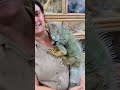 Jolly is a great example why iguanas might not be a great pet they get HUGE 😱 iguana learnontiktok