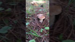 Porcini mushrooms amount pine needles