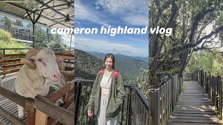 Cameron Highland Mossy Forest 金马伦苔藓森林🌲| 在BohTea 骑ATV! 🏍 | The Sheep Sanctuary 喂羊 🐏