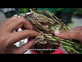 how to grow vietnamese coriander in bucket cara tanam daun kesum dalam bekas