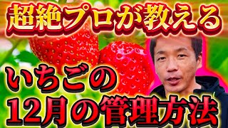 【いちご】農家歴20年のプロが教える12月の管理方法とは？甘くて美味しいいちごを育てたい方必見！家庭菜園で是非