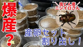 【爆産？】虫どんさんCBニジイロクワガタの産卵セットを割り出してみた！