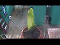 Perry the Corpse Flower Full Bloom Cycle 2013