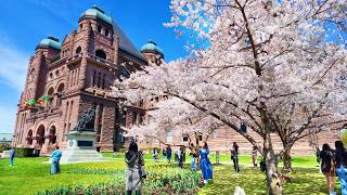 Toronto Cherry Blossom 2026 - Best Places to See Blossoms