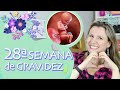 28ª SEMANA DE GESTAÇÃO | 7 Meses, Coceira na Barriga, Movimentos do Bebê | 3º TRIMESTRE DE GRAVIDEZ