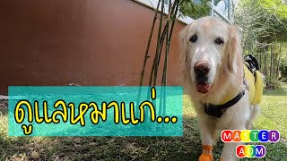 EP14: การดูแลหมาแก่