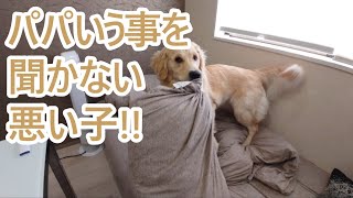 もうー！パパのいう事聞かない悪い子はお仕置きだぞ。ゴールデンレトリバーティト。