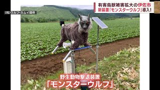 【モンスターウルフ導入】有害鳥獣被害拡大の伊佐市で野生動物撃退装置を活用 Jチャン＋特集(11月29日(水)放送)