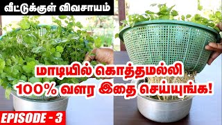 வீட்டில் ஈஸியா வளர்க்கலாம் கொத்தமல்லி செடி | Coriander Leaves in Terrace Garden | Episode 3