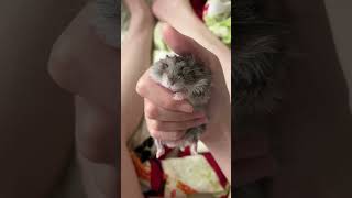 可愛倉鼠把小手搭在主人手指上，主人忍不住摸一下頭/Cute hamster puts little hand on 👩🏻’s finger;👩🏻can't help touching head