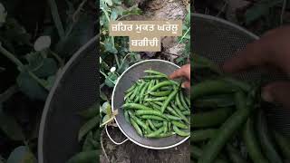 ਜ਼ਹਿਰ ਮੁਕਤ ਬਗੀਚੀ #kichengarden #gardenvegetables ##farming #punjabi #khatibadi #jatt #rich #viral