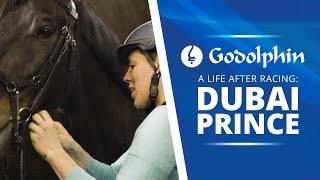 Life after racing: Dubai Prince from racetrack to dressage arena | Part 1