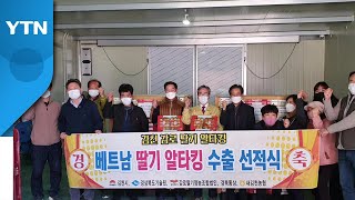 [경북] 경북, 자체 육성 딸기 6천600만 원 로열티 수익 / YTN