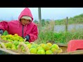 harvest sweet ripe tangerines goes to market sell cooking farm daily life tieu lien