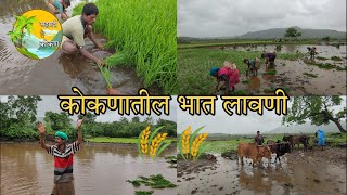 कोकणातील शेतातील भात लावणी🌾| कोकणातील भात शेती | Bhat Sheti | Bhat Lavani | Rice Farming | KONKAN