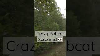 Crazy Bobcat Screams🤦‍♂️👀