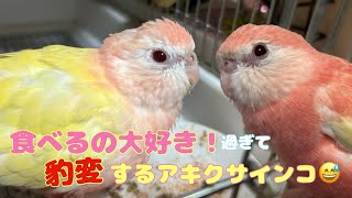 【アキクサインコ】食べるの大好き！過ぎて性格が豹変しちゃうアキクサインコ😅💦