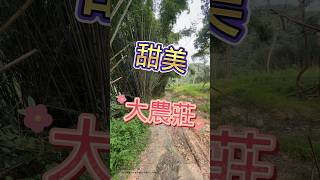 「甜美 大農莊」卓蘭山坡大農地 台中房地 #苗栗 #卓蘭 #農地