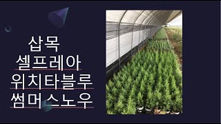 010-2203-7924 삽목 셀프레아 썰프레아 위치타블루 썸머스노우 충청북도 괴산군 소수면 소수로 7길 46