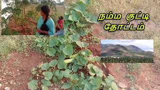 வாங்க நம்ம தோட்டம் சுத்தி பாக்கலாம் | Home Garden Tour In Tamil | Garden Video