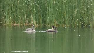 Great Crested Grebes and chick at reed bed