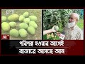 কোন আম কখন খাবেন ? | Mango | Ekattor Shokal | Ekattor TV