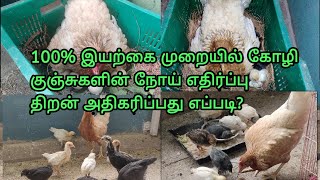 100% இயற்கை முறையில் நாட்டு கோழி குஞ்சுகள் வளர்ப்பு (1  to  30days)