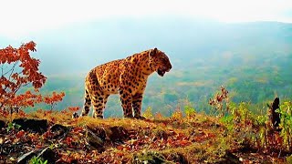 Amur Leopard: The World's Most Endangered Big Cat // Full Documentary (14 Episodes)
