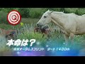 佐賀オータムスプリント【佐賀競馬2023予想】佐賀短距離界はメンバーが入れ代わり混戦ムード