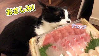 久しぶりのお刺身におしゃべり炸裂な猫【7月のウマウマデー】