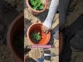 Chrysanthemum Farming Techniques #satisfying #shot