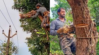 മരം മുറി | മാവ് 🌳|  Riskiest Tree Cutting | Village Wood Pecker