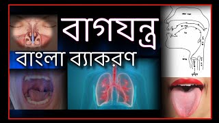 বাগযন্ত্র / বাংলা ব্যাকরণ / bengali bayakoron / bangla grammer / Bagjantra / study time / Bengali