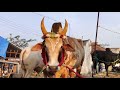 மறை அழகன் செம்ம அழகு டா சாமி ராஜ தோரணையான காளை what a beautiful bull royal style amazing scene