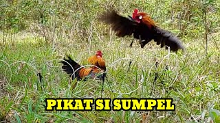 DARI GAYA DAN BENTUK NYA SUDAH JELAS INI AYAM HUTAN TUA UKURAN JUMBO