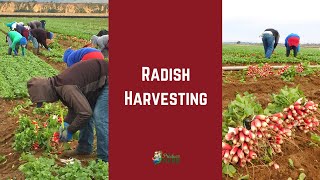 Radish Harvesting: Commercial Radish Harvesting by Hand in California