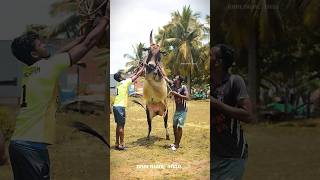 mass standing poss #bull #trending #cow #kalai