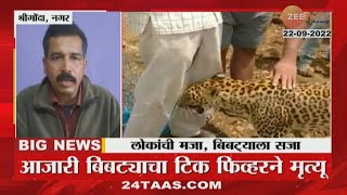 Ahmednagar | Tick-borne Diseases Spreading Over In Leopard, One Leopard Has Died Due To This