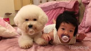 比熊嬰兒一人一個奶嘴，感情才不會散 baby pacifier and his pacifier