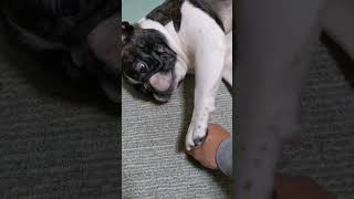 撫でるのを要求する犬dog that wants to be stroked