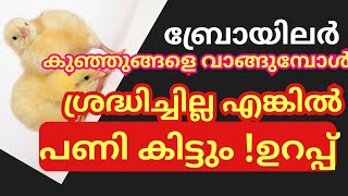 ബ്രോയിലർ കോഴി കുഞ്ഞുങ്ങളെ വാങ്ങുമ്പോൾ ശ്രദ്ധിക്കേണ്ട കാര്യങ്ങൾ/broiler farming malayalam