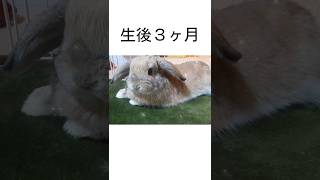 生後２か月でお迎えして、もうすぐ４歳。#shortsyoutube