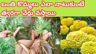 బంతి చెట్టు కొమ్మలు || ఎలా నాటుకోవాలి ||how to grow marygold plant #trending #viralvideo